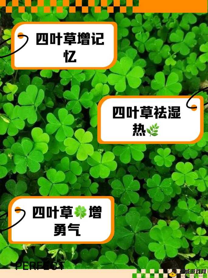 四叶草秘密研究所人口：探寻背后的奥秘