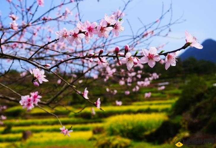 国色天香桃花朵朵开：春日盛景美不胜收