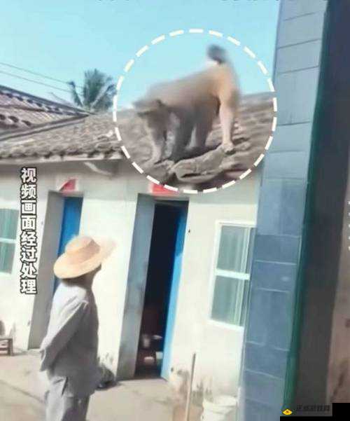 二人生猴子全程不盖被子的奇妙经历