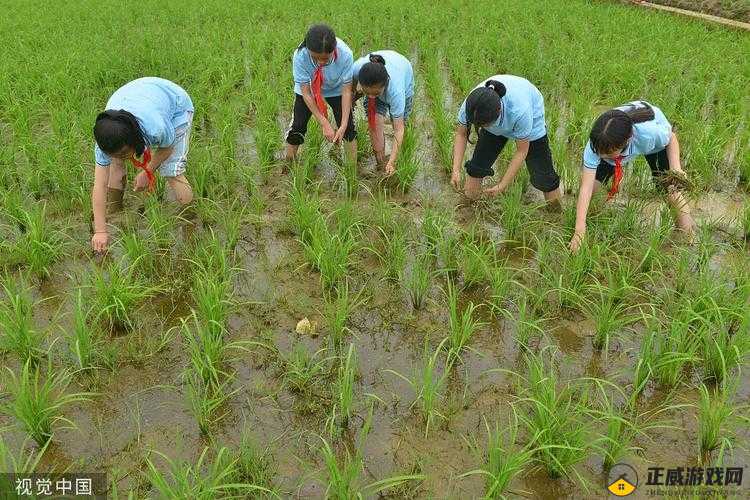 《季物语：土质疏松与开垦田地实战技巧攻略》