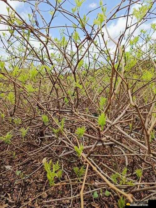 双蛇难入金银花：神秘奇幻的故事